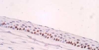 Immunohistochemistry: PCNA Antibody (PC10) [NB500-106]