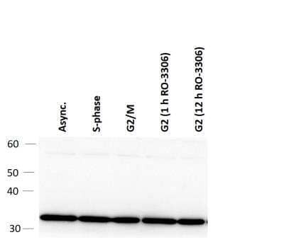 Western Blot: PCNA Antibody (PC10) [NB500-106]