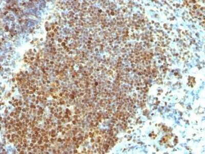Immunohistochemistry-Paraffin: PCNA Antibody (PCNA/694) - Azide and BSA Free [NBP2-47835]