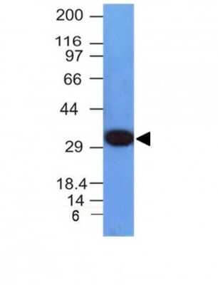 Western Blot: PCNA Antibody (PCNA/694) [NBP2-44731]