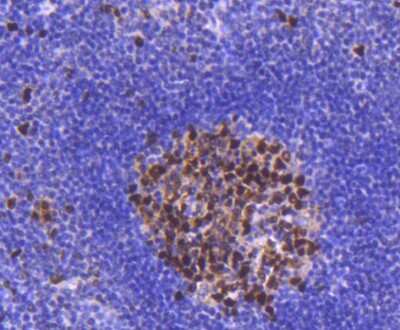 Immunohistochemistry-Paraffin: PCNA Antibody (SY12-07) [NBP2-67390]