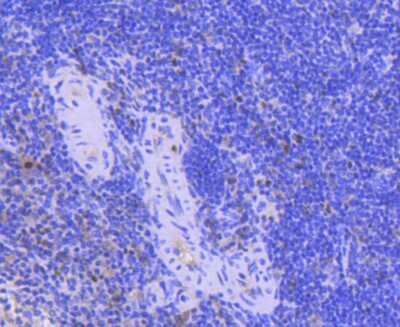 Immunohistochemistry-Paraffin: PCNA Antibody (SY12-07) [NBP2-67390]