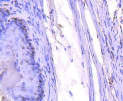 Immunohistochemistry-Paraffin: PCNA Antibody (SY12-07) [NBP2-67390]