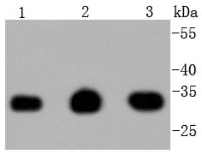 Western Blot: PCNA Antibody (SY12-07) [NBP2-67390]