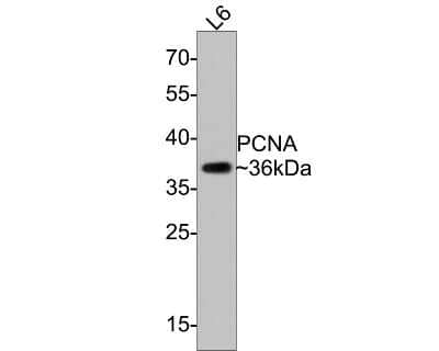 Western Blot: PCNA Antibody (SY12-07) [NBP2-67390]