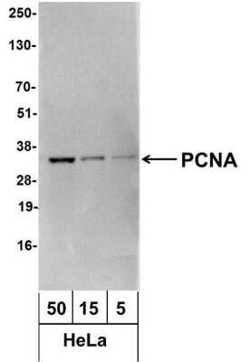 Western Blot: PCNA Antibody [NB100-456]