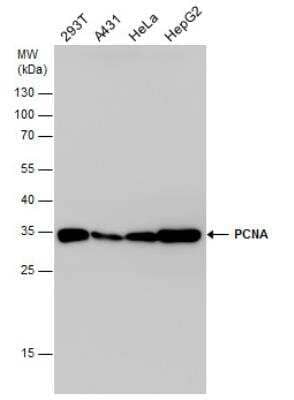 Western Blot: PCNA Antibody [NBP1-32075]