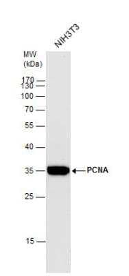 Western Blot: PCNA Antibody [NBP1-32075]