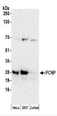 Western Blot: PCNP Antibody [NBP2-37692]