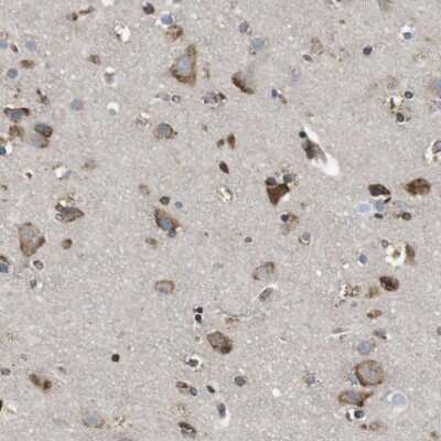 Immunohistochemistry-Paraffin: PCNXL2 Antibody [NBP1-94036]