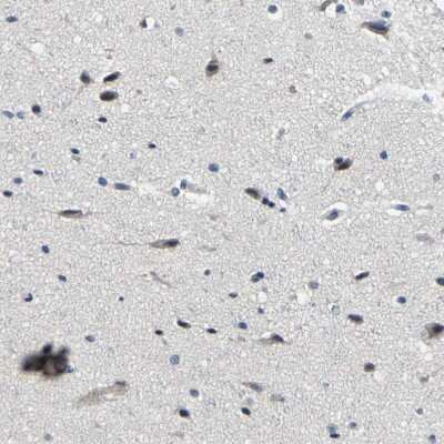 Immunohistochemistry-Paraffin: PCNXL2 Antibody [NBP1-94037]