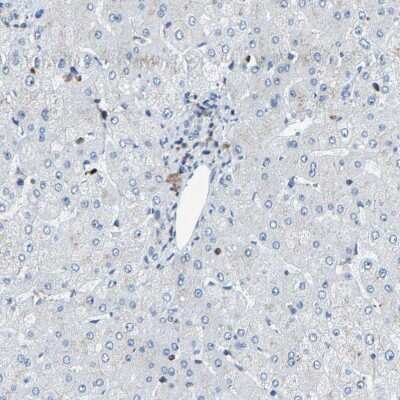 Immunohistochemistry-Paraffin: PCNXL2 Antibody [NBP1-94037]