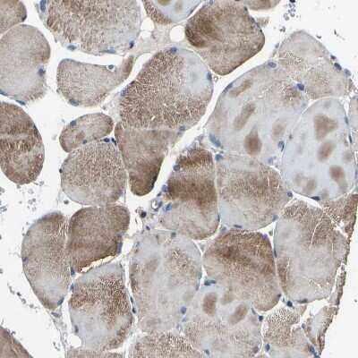 Immunohistochemistry-Paraffin: PCNXL2 Antibody [NBP1-94037]