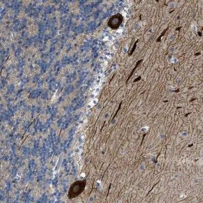 Immunohistochemistry-Paraffin: PCNXL3 Antibody [NBP1-93945]