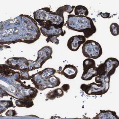 Immunohistochemistry-Paraffin: PCOLCE2 Antibody [NBP1-80935]
