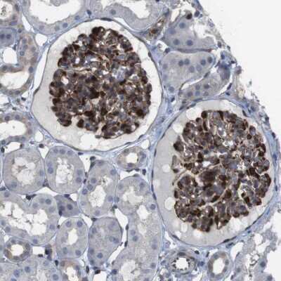 Immunohistochemistry-Paraffin: PCOLCE2 Antibody [NBP1-80935]