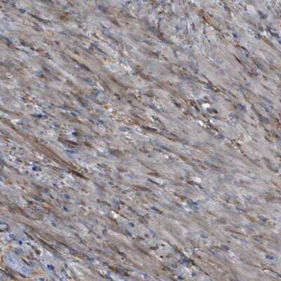 Immunohistochemistry-Paraffin: PCOLCE2 Antibody [NBP1-80935]
