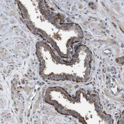 Immunohistochemistry-Paraffin: PCOLCE2 Antibody [NBP1-80935]
