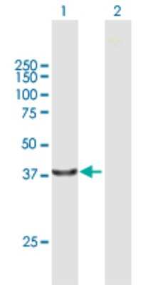 Western Blot: PCOLCE2 Antibody [H00026577-B01P]