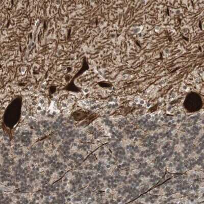 Immunohistochemistry-Paraffin: PCP4 Antibody [NBP1-80929]