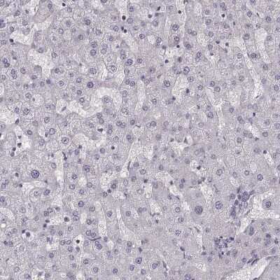 Immunohistochemistry-Paraffin: PCP4 Antibody [NBP1-80929]