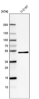 Western Blot: PCPE-1/PCOLCE Antibody (CL6567) [NBP2-76506]