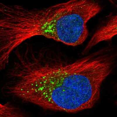Immunocytochemistry/ Immunofluorescence: PCPE-1/PCOLCE Antibody [NBP2-55270]