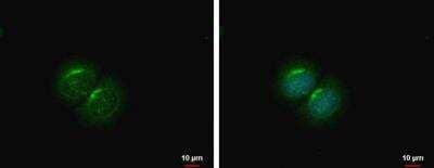 Immunocytochemistry/ Immunofluorescence: PCOLCE2 Antibody [NBP2-42910]