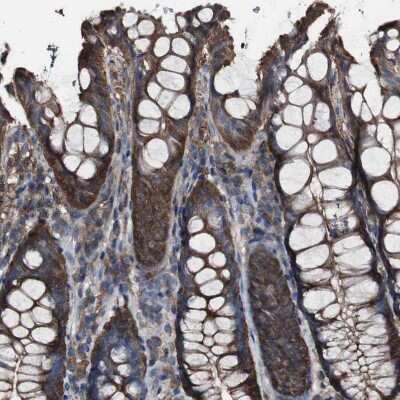 Immunohistochemistry-Paraffin: PCPTP1 Antibody [NBP1-84912]