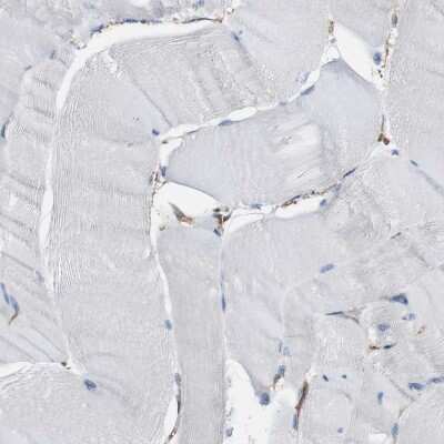 Immunohistochemistry-Paraffin: PCPTP1 Antibody [NBP1-84912]