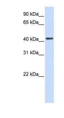 Western Blot: PCPTP1 Antibody [NBP1-62412]