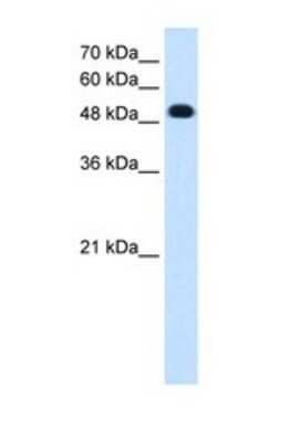 Western Blot: PCPTP1 Antibody [NBP1-69297]