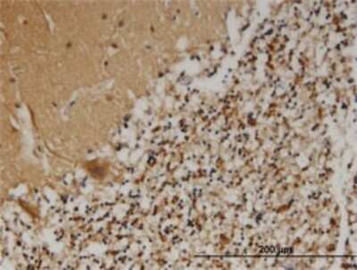 Immunohistochemistry-Paraffin: PCSK1N Antibody (1E9) [H00027344-M02]