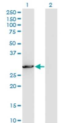 Western Blot: PCSK1N Antibody (1E9) [H00027344-M02]