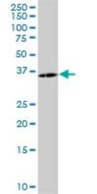 Western Blot: PCSK1N Antibody [H00027344-B01P]