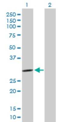 Western Blot: PCSK1N Antibody [H00027344-B01P]
