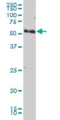Western Blot: PCTAIRE1 Antibody (2E5) [H00005127-M02]