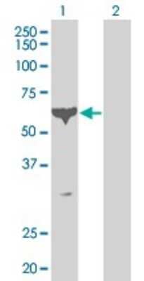 Western Blot: PCTAIRE1 Antibody (2E5) [H00005127-M02]