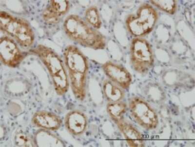 Immunohistochemistry-Paraffin: PCTAIRE1 Antibody (4D2) [H00005127-M01]