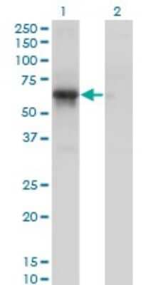 Western Blot: PCTAIRE1 Antibody (4D2) [H00005127-M01]