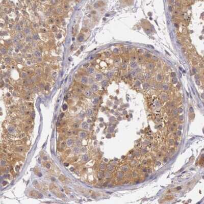 Immunohistochemistry-Paraffin: PCTAIRE1 Antibody [NBP1-92248]