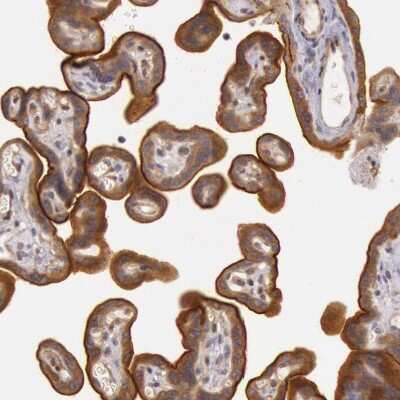 Immunohistochemistry-Paraffin: PCTAIRE1 Antibody [NBP1-92248]
