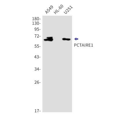 Western Blot: PCTAIRE1 Antibody (S05-6F5) [NBP3-19982]