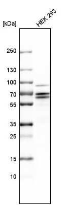 Western Blot: PCTAIRE1 Antibody [NBP1-92248]