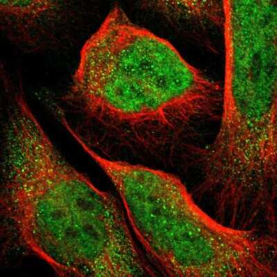 Immunocytochemistry/ Immunofluorescence: PCTAIRE2 Antibody [NBP1-87316]