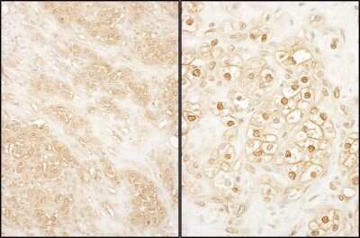 Immunohistochemistry-Paraffin: PCTAIRE2 Antibody [NBP1-42688]