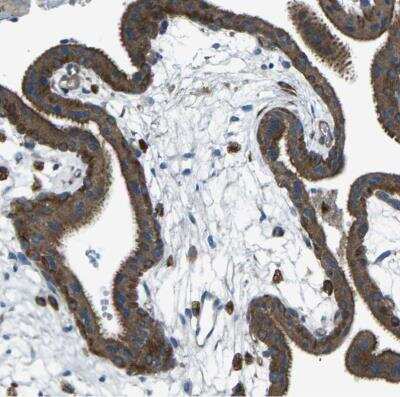 Immunohistochemistry-Paraffin: PCTAIRE2 Antibody [NBP1-87316]