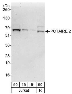 Western Blot: PCTAIRE2 Antibody [NBP1-42688]