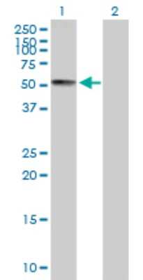 Western Blot: PCTAIRE3 Antibody [H00005129-B01P]