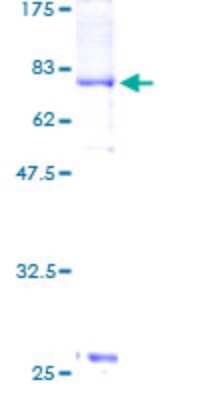 SDS-PAGE: Recombinant Human PCTAIRE3 GST (N-Term) Protein [H00005129-P01]